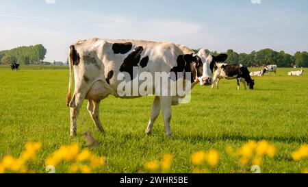 Niederländische Gruppe von Kühen draußen bei sonnigem Frühlingswetter in den Niederlanden Stockfoto