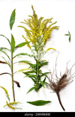 Studienleitfaden. Herbarium. Der Busch der Ragweed-Pflanze, ihr Stamm, Blätter, Blüten und Wurzelsystem. Stockfoto