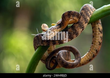 Schnecke fresst Schlange mit Beute Stockfoto