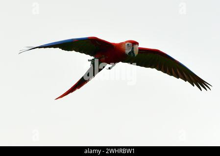 Macaw Papageien fliegen frei am Himmel Stockfoto