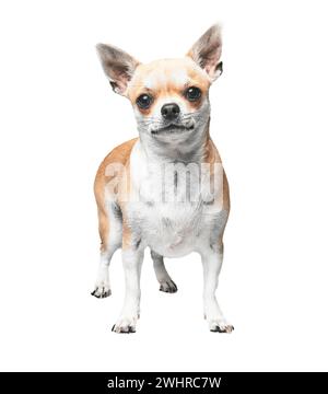 Ein chihuahua steht isoliert vor einem weißen Hintergrund und zeigt seine kleine Größe und seinen aufmerksamen Blick. Stockfoto