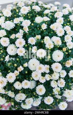 Eine Nahaufnahme lebendiger weißer Chrysanthemen, die in einer natürlichen Gartenumgebung blühen. Stockfoto