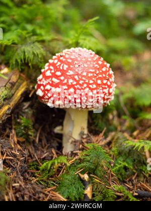 Zürich, Schweiz - 22. Oktober 2023: Eine schöne rote Fliege amanita auf dem Waldboden Stockfoto