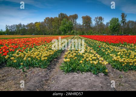 Atemberaubende Aussicht mit verschiedenen bunten Tulpen auf dem landwirtschaftlichen Feld. Malerische Plantage mit Tulpenreihen in der Nähe von Amsterdam, den Niederlanden, Europa Stockfoto