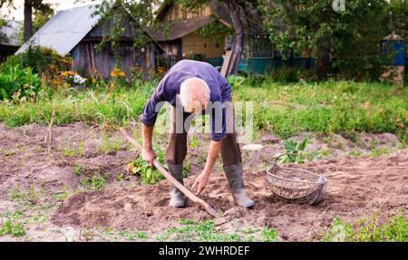 Ein älterer Mann gräbt im Herbstgarten Kartoffeln aus Stockfoto