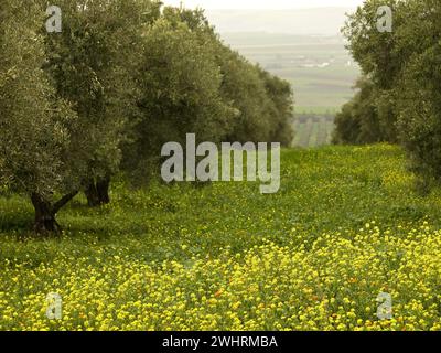 Campo de olivos. Mequines. Marruecos. Stockfoto