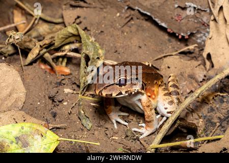 Wilde Dickbeiner (Leptodactylus savagei), Carara National Park, Tarcoles, Costa Rica Wildtiere. Stockfoto