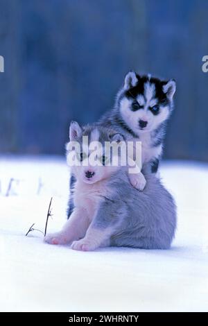 Zwei sibirische Husky-Welpen spielen zusammen im Schnee und schauen in die Kamera. Stockfoto