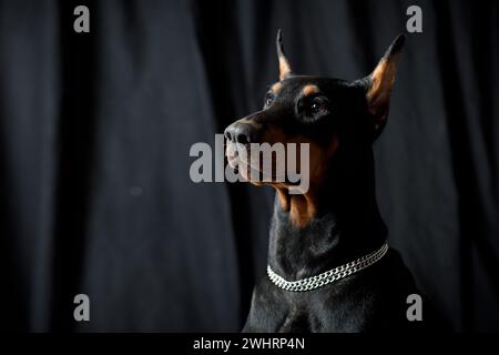 Porträt des Doberman Hundes auf schwarzem Hintergrund Studio. Stockfoto