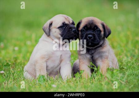 Zwei Wochen lang sitzende englische Mastiff-Welpen auf Gras. Stockfoto