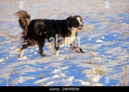 Border Collie Hund, der auf verschneiten Wiesen läuft und mit Stock spielt. Stockfoto