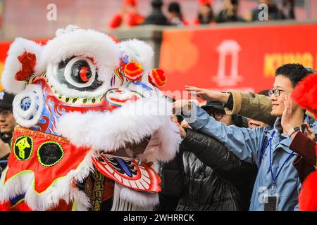 London, Großbritannien. Februar 2024. Die Zuschauer dürfen den Löwen klopfen. Festlichkeiten zum Chinesischen Neujahrsfest am Trafalgar Square. Auf dem Programm stehen ein Löwentanz der Chen Brothers (im Bild), wwo-Tanz in ihrem Löwenkostüm auf Stelzen, Aufführungen auf der Bühne sowie Stände und Aktivitäten auf dem Platz. 2024 ist das Jahr des Drachen im chinesischen Kalender. Die Londoner Festlichkeiten gehören zu den größten Festen zum Neujahrsfest außerhalb Chinas. Quelle: Imageplotter/Alamy Live News Stockfoto