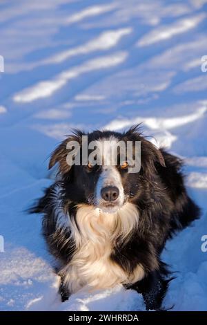 Border Collie liegt im Schnee, Porträt Stockfoto