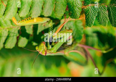 Nahaufnahme einer betenden Mantis (mantis religiosa) auf einem Stein im Sommer in Rheinland-Pfalz Stockfoto