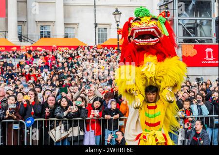 London, Großbritannien. Februar 2024. Löwentänzer führen ihren traditionellen akrobatischen Tanz vor einer großen Menschenmenge auf - das chinesische Neujahrsfest am Trafalgar Square, London. Sie hoffen, viel Glück für das Mondneujahr zu bringen. 2024 ist das Jahr des Drachen. Guy Bell/Alamy Live News Stockfoto