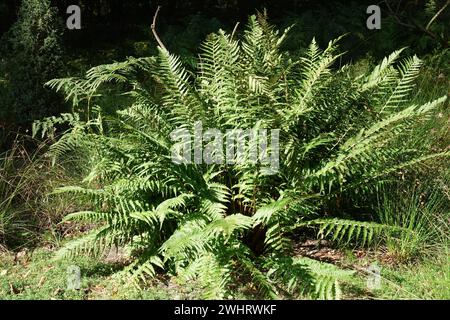 Dryopteris carthusiana, Dornfarn Stockfoto