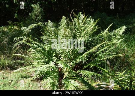 Dryopteris carthusiana, Dornfarn Stockfoto