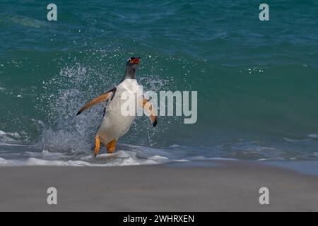 Der Gentoo-Pinguin (Pygoscelis papua), der auf der Insel Carcass auf den Falklandinseln an Land kommt, springt vom Meer. Stockfoto