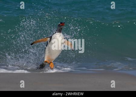 Der Gentoo-Pinguin (Pygoscelis papua), der auf der Insel Carcass auf den Falklandinseln an Land kommt, springt vom Meer. Stockfoto