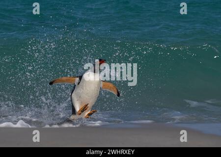 Der Gentoo-Pinguin (Pygoscelis papua), der auf der Insel Carcass auf den Falklandinseln an Land kommt, springt vom Meer. Stockfoto