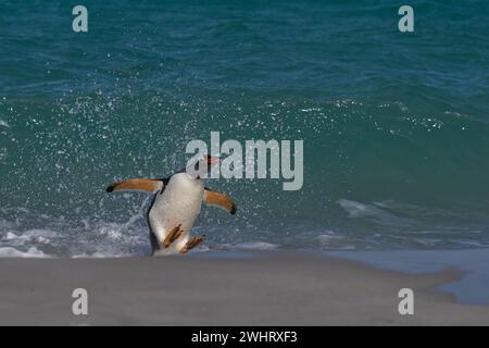 Der Gentoo-Pinguin (Pygoscelis papua), der auf der Insel Carcass auf den Falklandinseln an Land kommt, springt vom Meer. Stockfoto