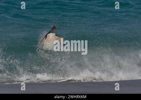 Der Gentoo-Pinguin (Pygoscelis papua), der auf der Insel Carcass auf den Falklandinseln an Land kommt, springt vom Meer. Stockfoto