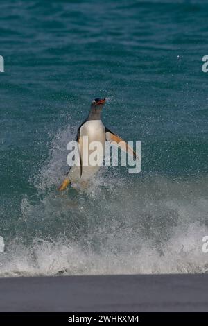 Der Gentoo-Pinguin (Pygoscelis papua), der auf der Insel Carcass auf den Falklandinseln an Land kommt, springt vom Meer. Stockfoto