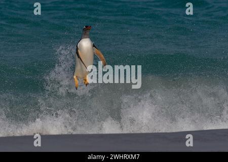 Der Gentoo-Pinguin (Pygoscelis papua), der auf der Insel Carcass auf den Falklandinseln an Land kommt, springt vom Meer. Stockfoto