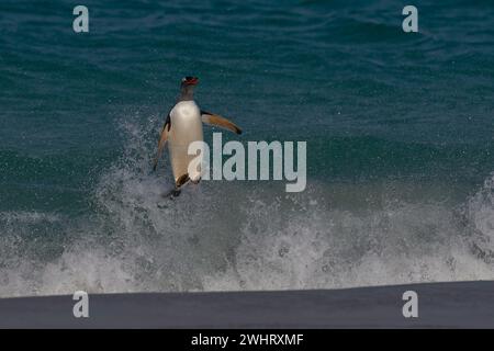 Der Gentoo-Pinguin (Pygoscelis papua), der auf der Insel Carcass auf den Falklandinseln an Land kommt, springt vom Meer. Stockfoto