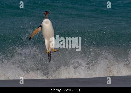 Der Gentoo-Pinguin (Pygoscelis papua), der auf der Insel Carcass auf den Falklandinseln an Land kommt, springt vom Meer. Stockfoto