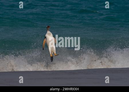 Der Gentoo-Pinguin (Pygoscelis papua), der auf der Insel Carcass auf den Falklandinseln an Land kommt, springt vom Meer. Stockfoto