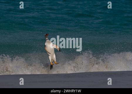 Der Gentoo-Pinguin (Pygoscelis papua), der auf der Insel Carcass auf den Falklandinseln an Land kommt, springt vom Meer. Stockfoto