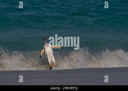 Der Gentoo-Pinguin (Pygoscelis papua), der auf der Insel Carcass auf den Falklandinseln an Land kommt, springt vom Meer. Stockfoto