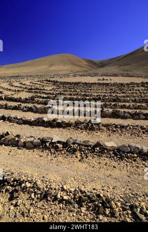 Wolf Patton's Labyrinth, in der Nähe von El Cotillo, Fuerteventura, Kanarischen Inseln, Spanien. Stockfoto