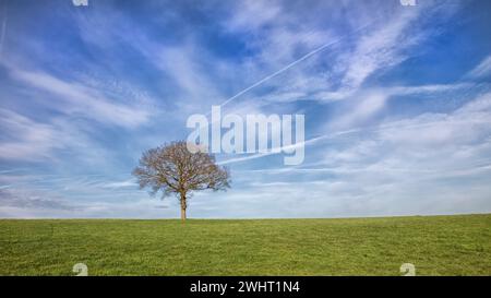 Einsamer Baum am Hang Stockfoto