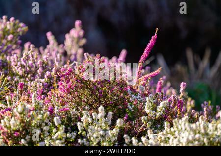 Masse von Heidekraut in einem britischen Garten bei Wintersonne. Stockfoto