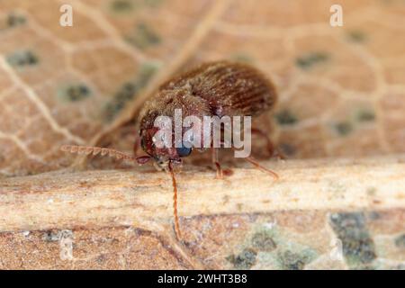 Lasioderma sp. Allgemein bekannt als Zigarettenkäfer, Zigarrenkäfer oder Tabakkäfer ist Schädling von getrockneten Tabakkräutern und vielen anderen gelagerten Stockfoto