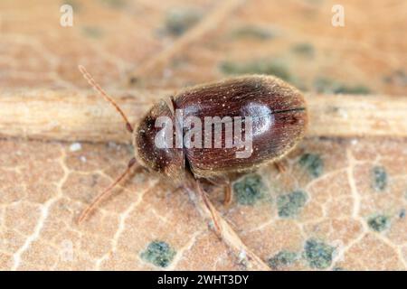 Lasioderma sp. Allgemein bekannt als Zigarettenkäfer, Zigarrenkäfer oder Tabakkäfer ist Schädling von getrockneten Tabakkräutern und vielen anderen gelagerten Stockfoto