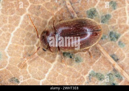 Lasioderma sp. Allgemein bekannt als Zigarettenkäfer, Zigarrenkäfer oder Tabakkäfer ist Schädling von getrockneten Tabakkräutern und vielen anderen gelagerten Stockfoto