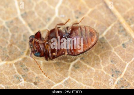 Lasioderma sp. Allgemein bekannt als Zigarettenkäfer, Zigarrenkäfer oder Tabakkäfer ist Schädling von getrockneten Tabakkräutern und vielen anderen gelagerten Stockfoto