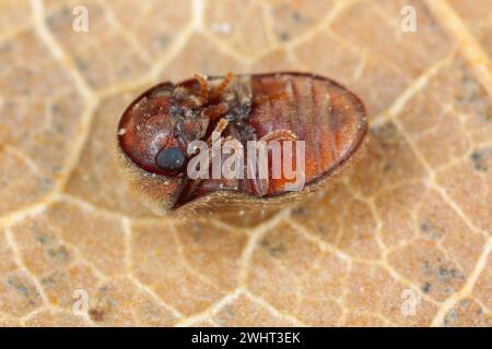 Lasioderma sp. Allgemein bekannt als Zigarettenkäfer, Zigarrenkäfer oder Tabakkäfer ist Schädling von getrockneten Tabakkräutern und vielen anderen gelagerten Stockfoto