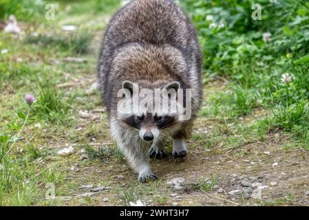 Eine Nahaufnahme eines Waschbärgesichts (Procyon lotor). Menschlicher Ausdruck im Tiergesicht. Stockfoto