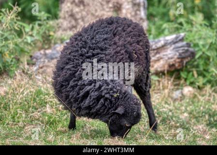 Ein schwarzes walisisches Bergschafe weidet auf einem Feld im Park von Wentworth Castle. Stockfoto