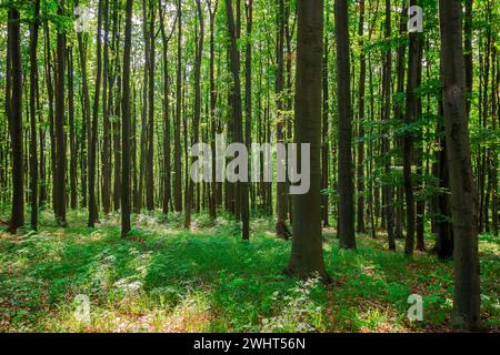 Grüner Buchenwald im Frühjahr. Urwälder der unterkarpaten an einem sonnigen Tag Stockfoto