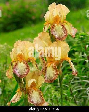 Zwei leuchtend gelbe Iris mit zarten rosa Flecken blühen in einem üppigen Garten inmitten eines Meeres aus leuchtendem grünem Gras Stockfoto
