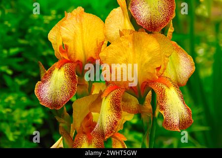 Zwei leuchtende gelbe und rote Blumen blühen anmutig inmitten von üppigem grünem Gras in einem malerischen Garten Stockfoto