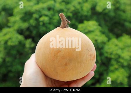 Hand hält eine frische reife Santol- oder Baumwollfrucht gegen grünes Laub Stockfoto