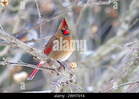 Ein erwachsener weiblicher Nordkardinal (Cardinalis cardinalis) steht im Winter auf einem Zweig in Indiana, USA Stockfoto