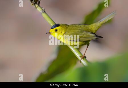 Wilson's Warbler (Cardellina pusilla) männlich, Fort Bend County, Texas, USA. Stockfoto