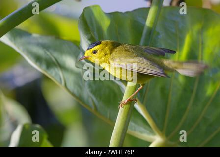 Wilson's Warbler (Cardellina pusilla) männlich, Fort Bend County, Texas, USA. Stockfoto